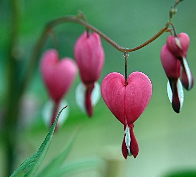 Cuori