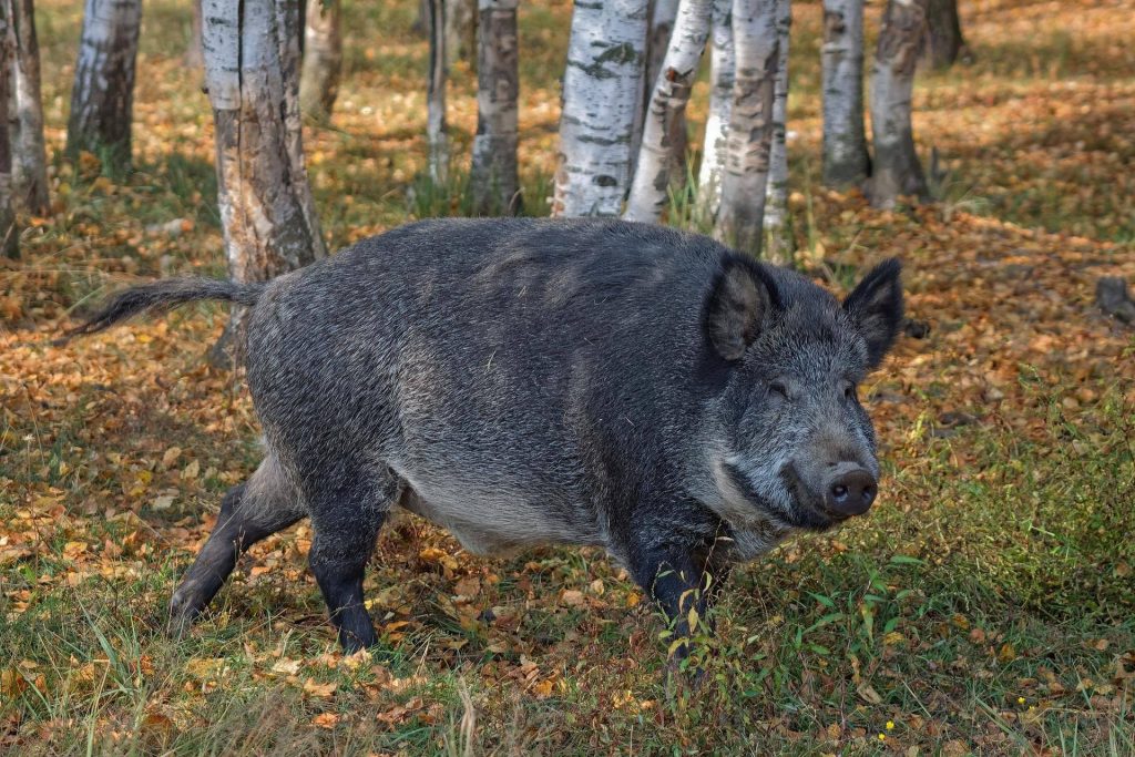 Cinghiale