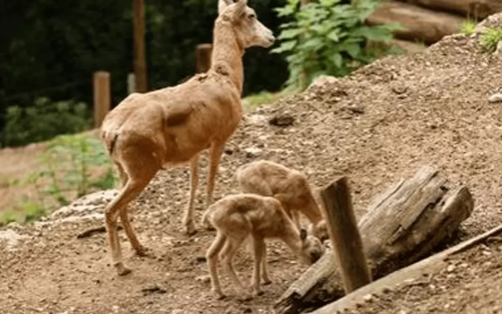 Nati Parco Natura Viva