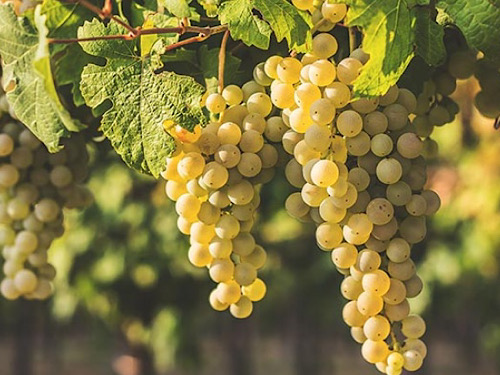 Uva da Chardonnay