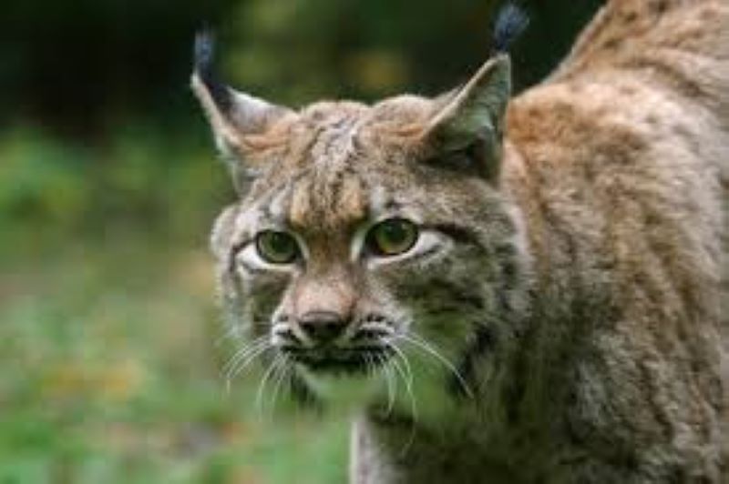 Lince dei Carpazi