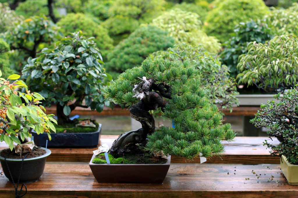 bonsai