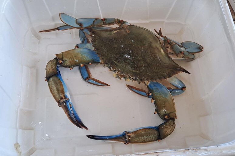 Granchio Blu