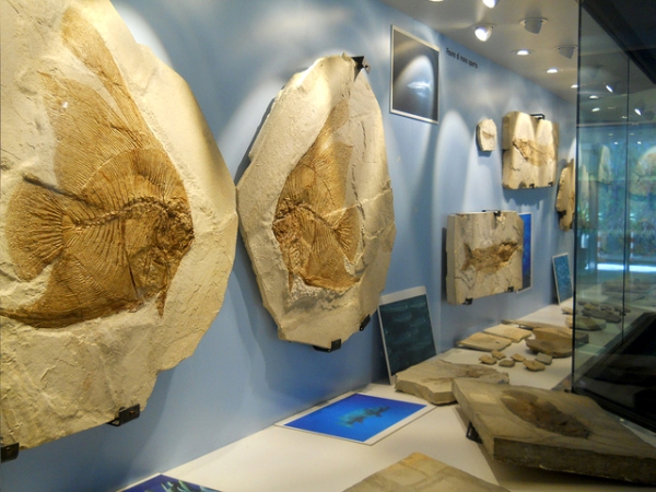 fossili di Bolca