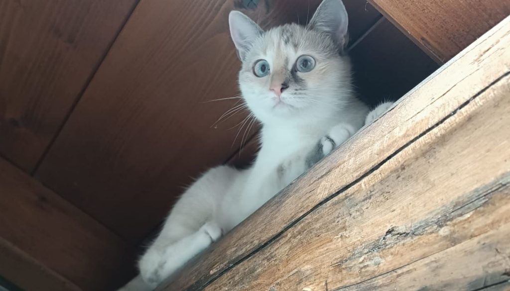 gatto