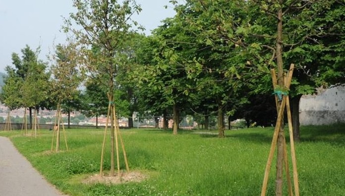 Alberi