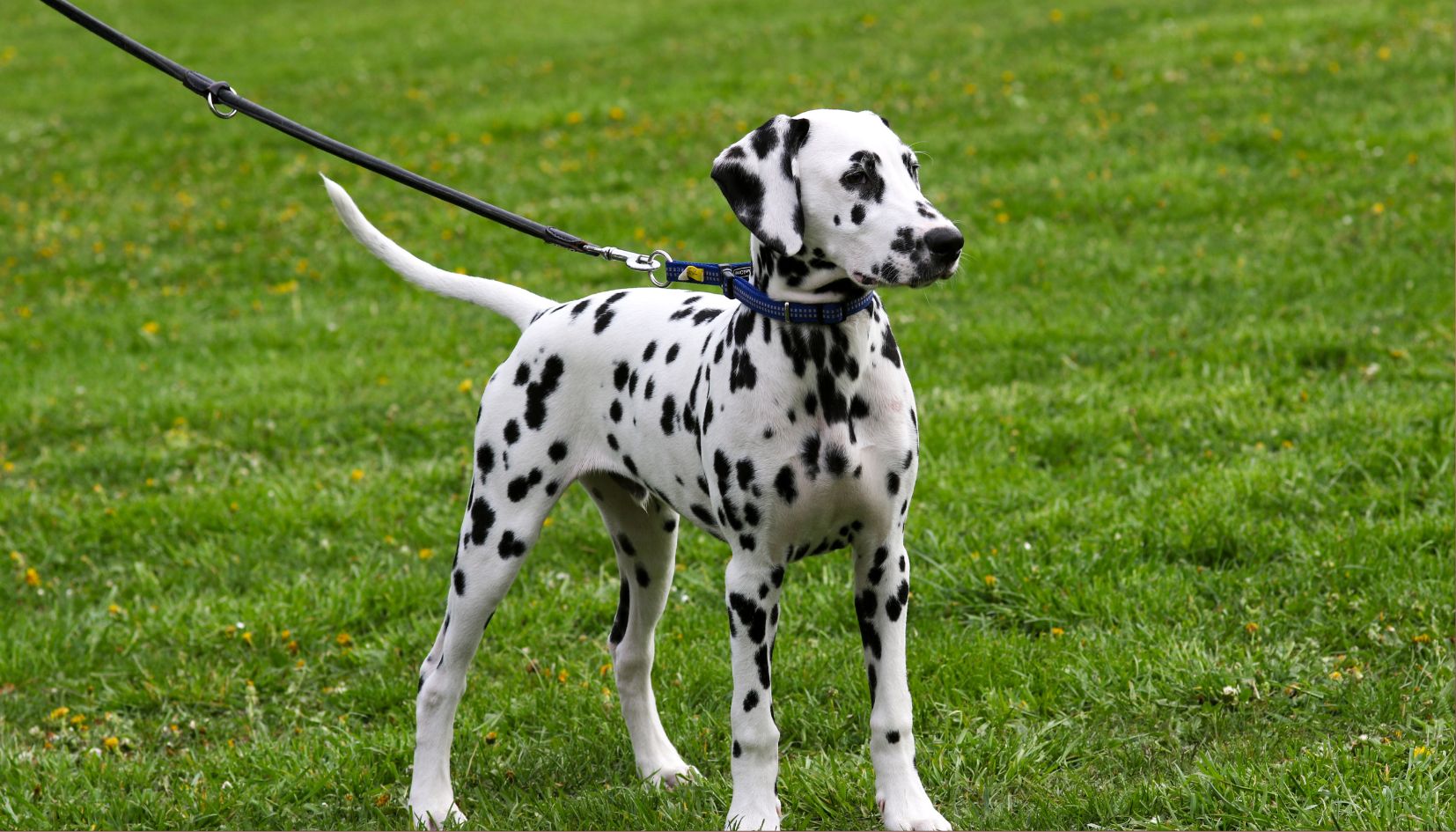 Cane
