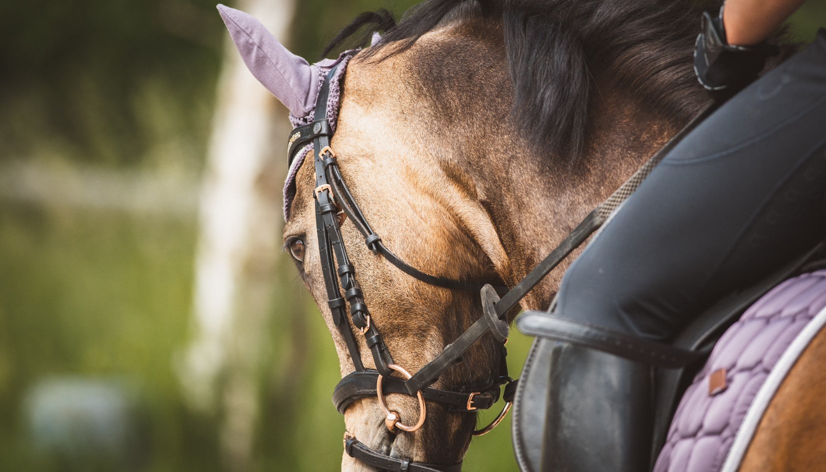 Cavallo