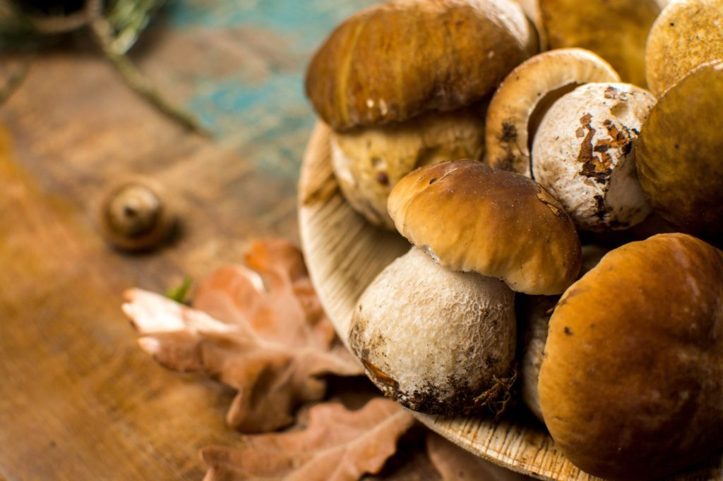Funghi porcini