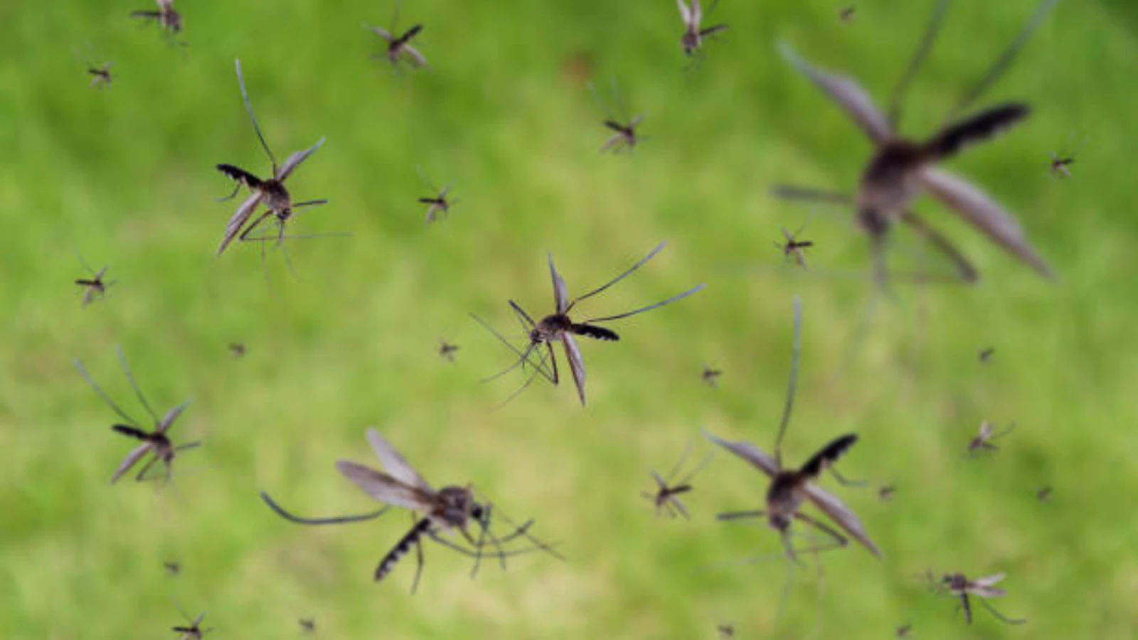 Chikungunya