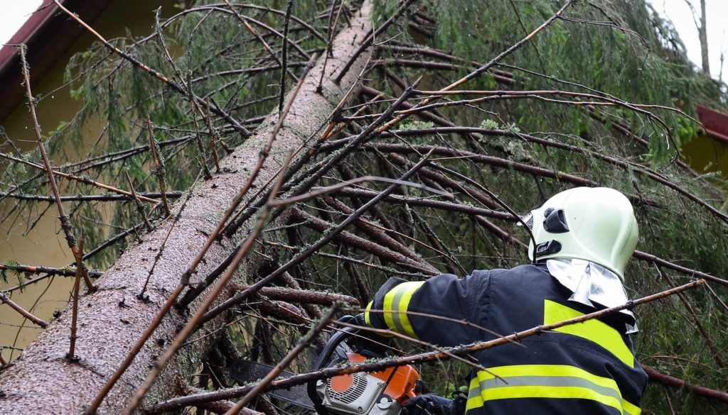 vigili del fuoco albero