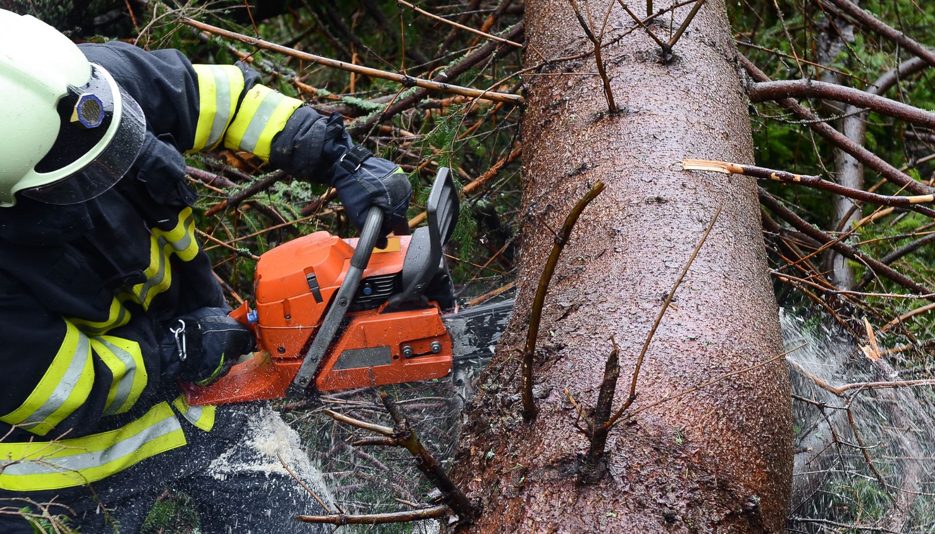 vigili del fuoco albero