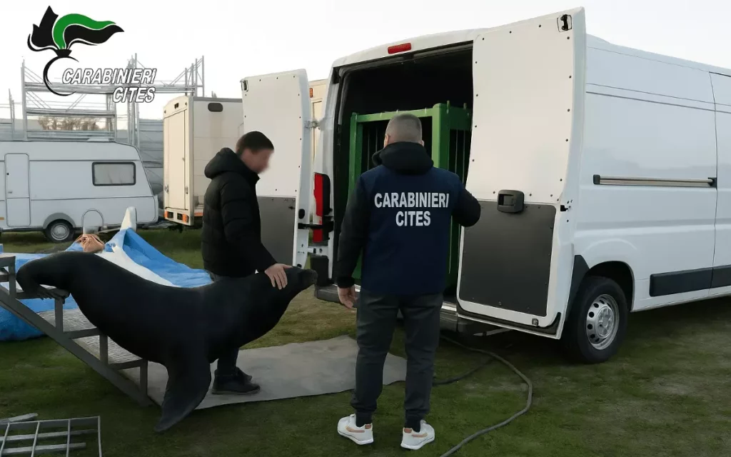 Saylor, leone marino