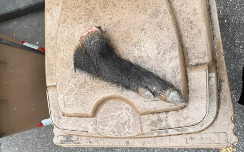Zampa di cinghiale su cassonetto