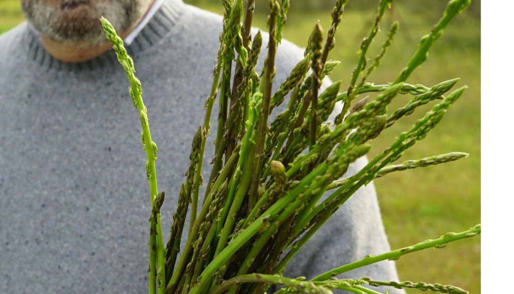 asparagi selvatici Sparasina