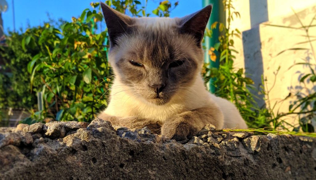 gatto