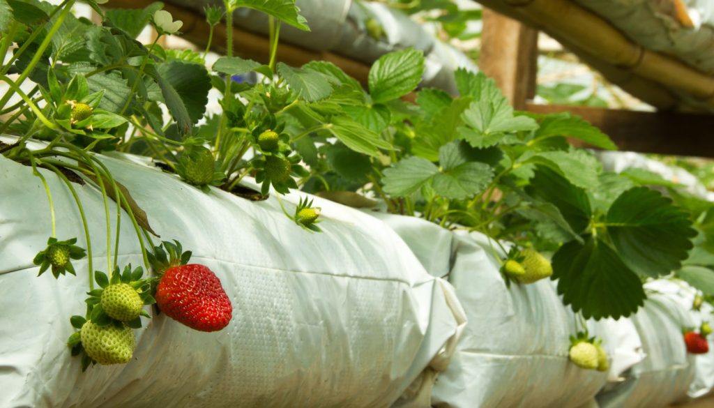 produzione fragole