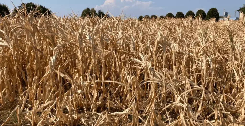 Agricoltura Bassa veronese