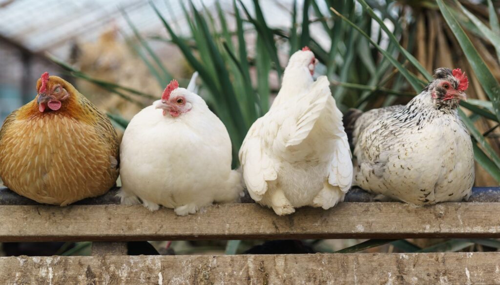 galline