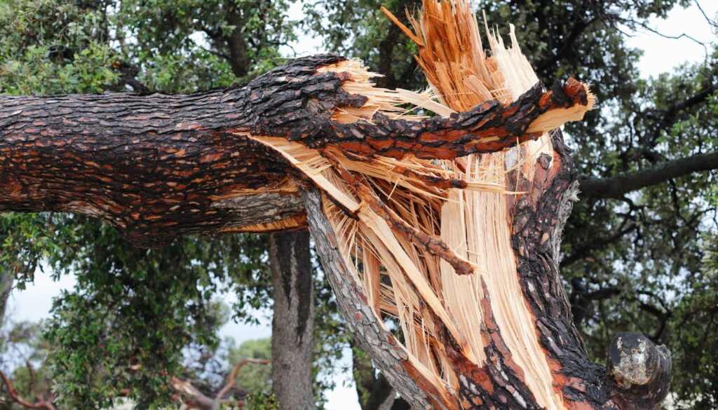 albero caduto