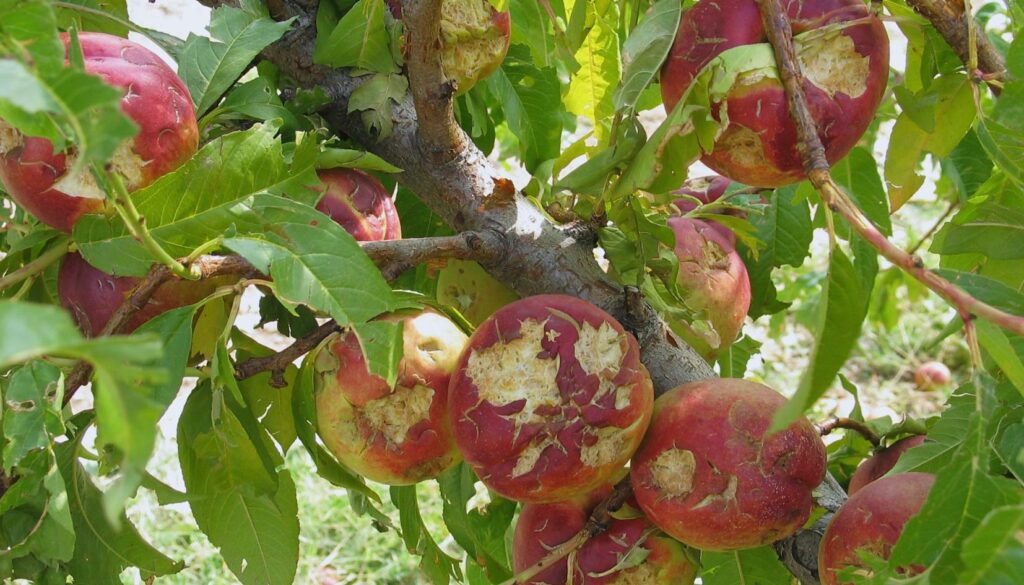 frutta grandine