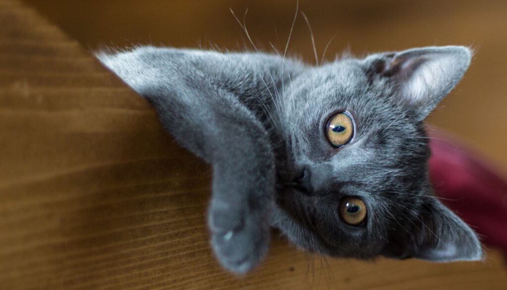 gattino piccolo certosino