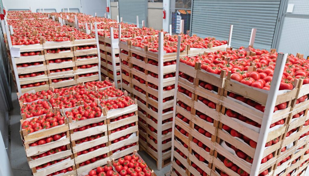 industria del pomodoro