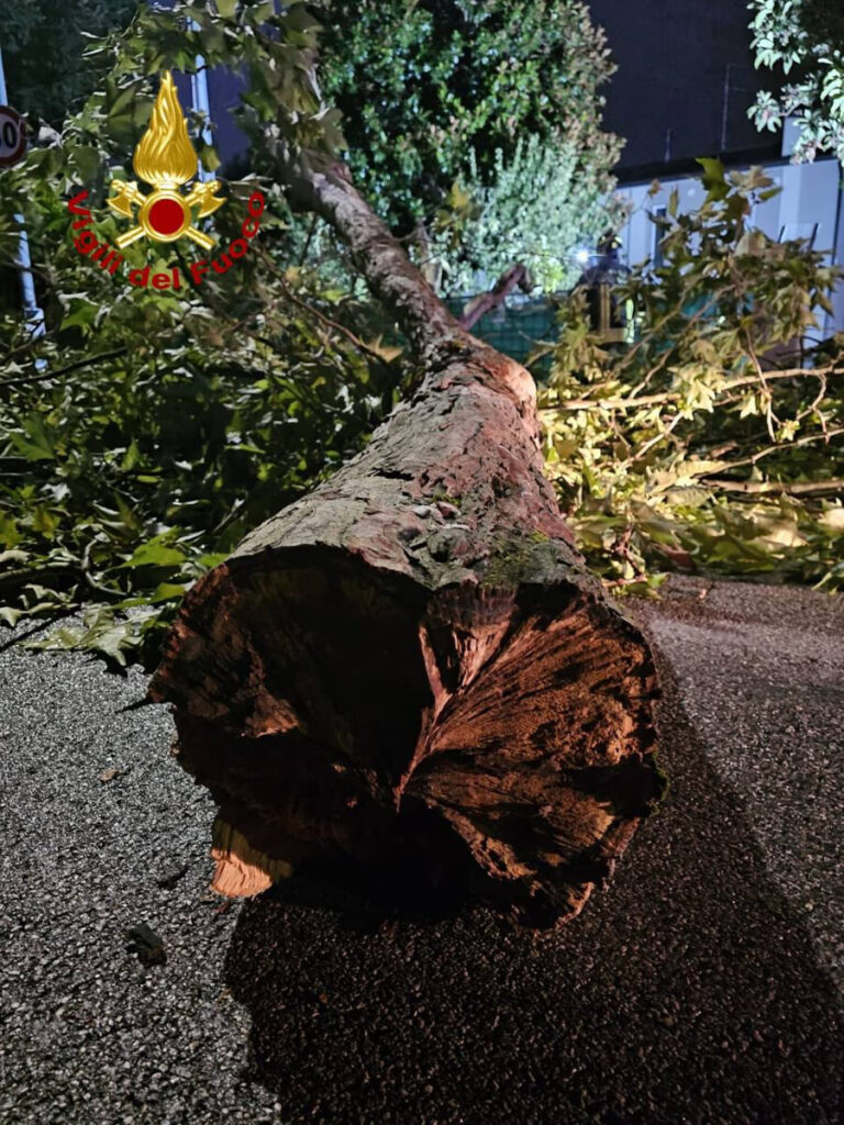 Albero Caduto