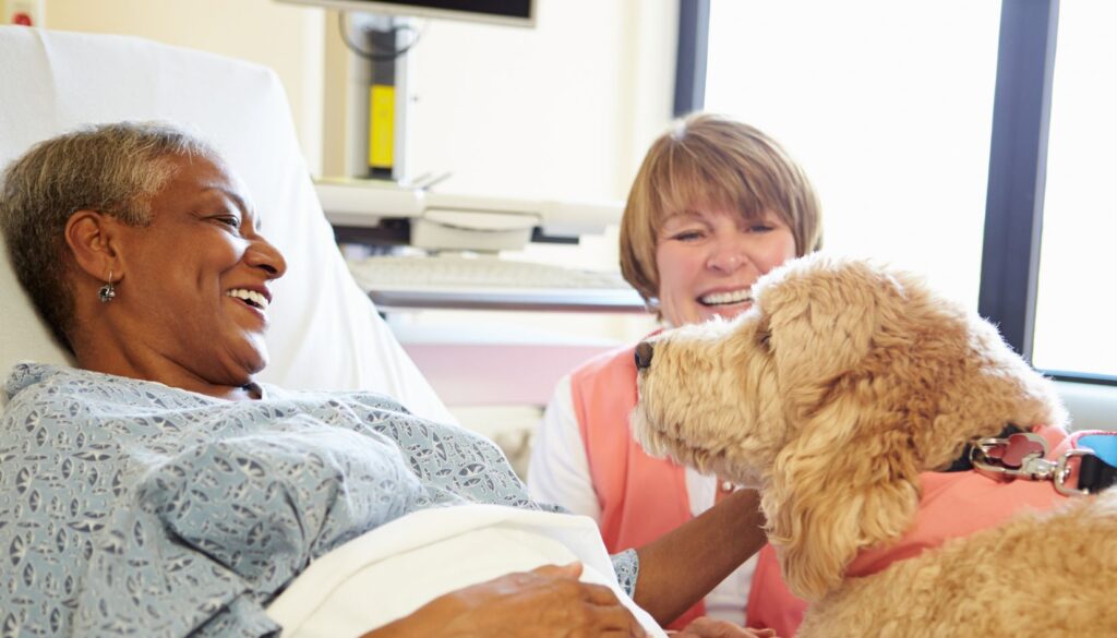 pet therapy
