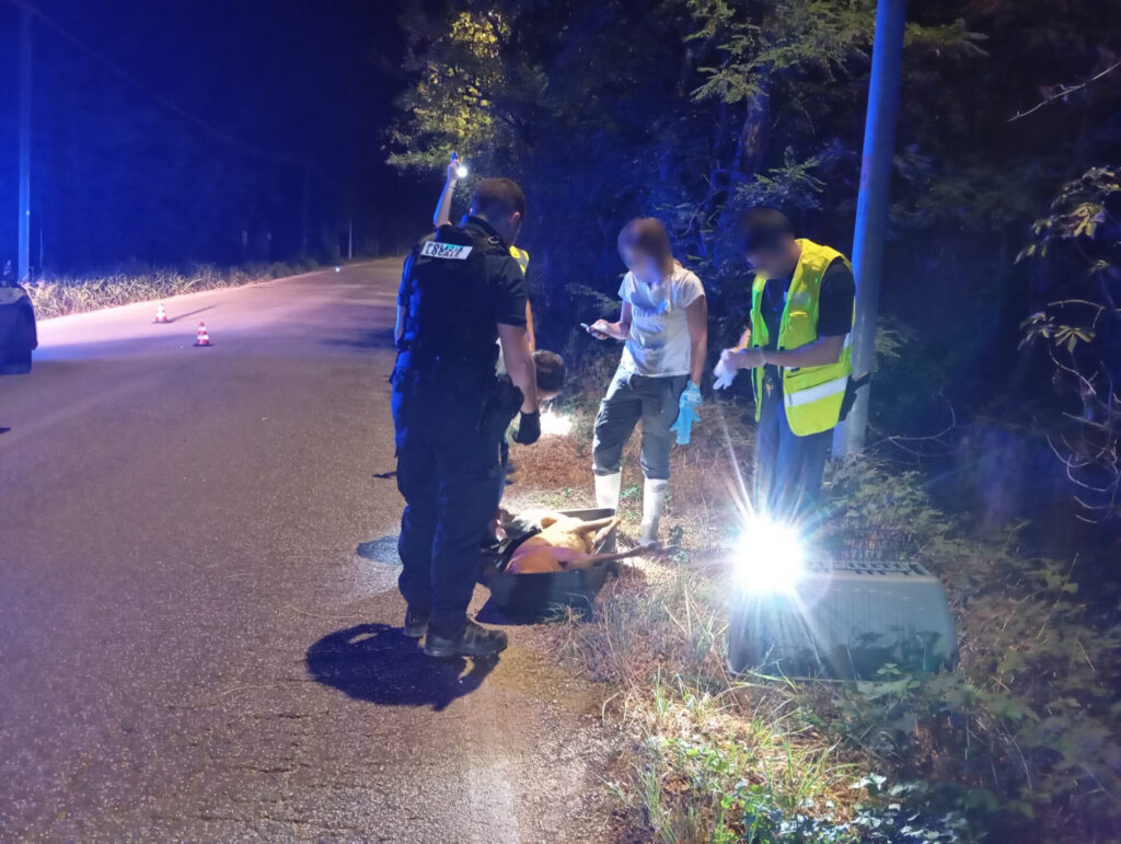 soccorso cerbiatto