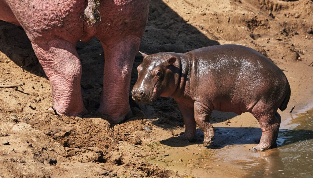 cucciolo di ippopotamo