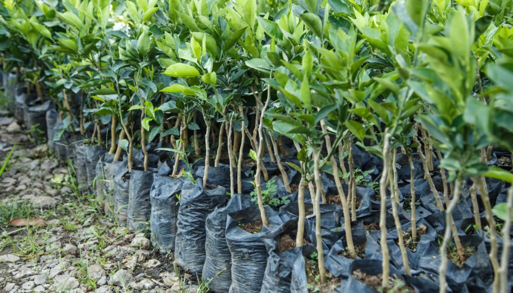 alberi da piantare