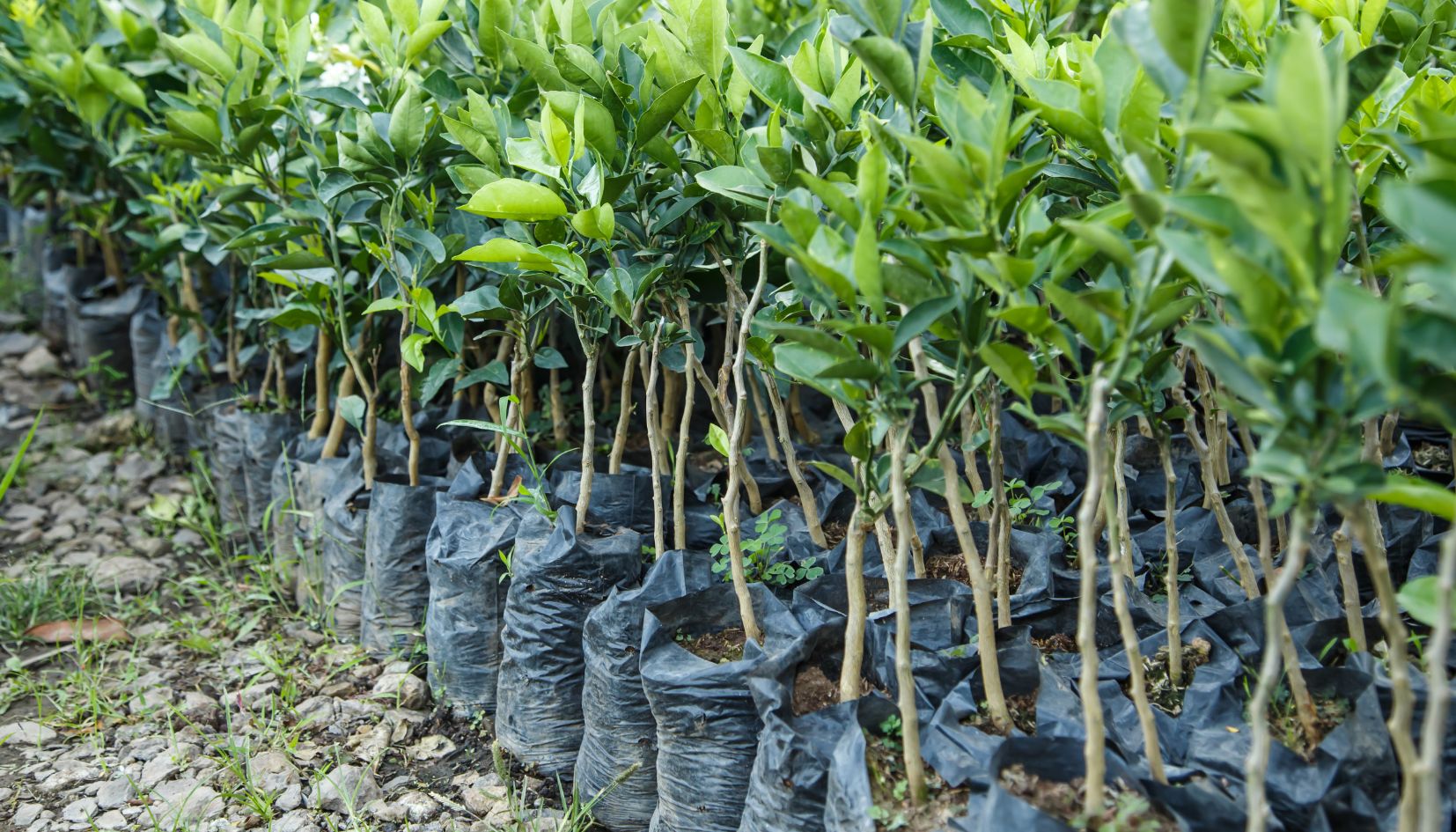 alberi da piantare