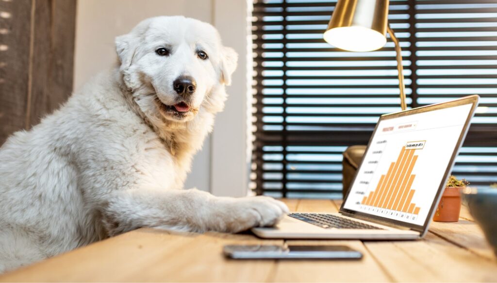 cane in ufficio cena la pc