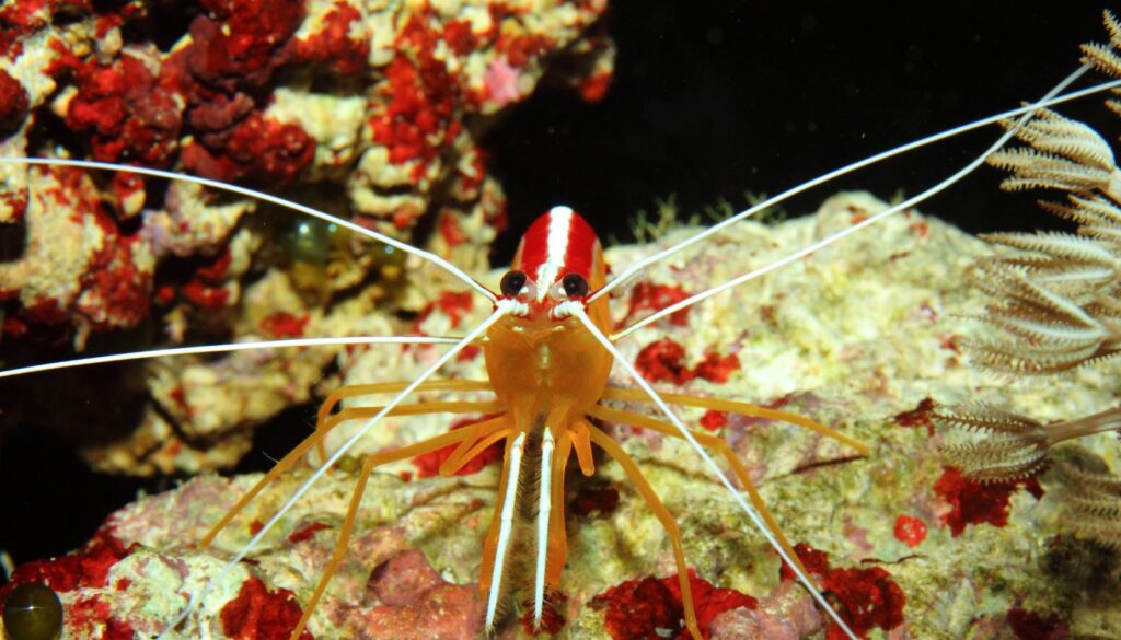 gambero rosso in acqua