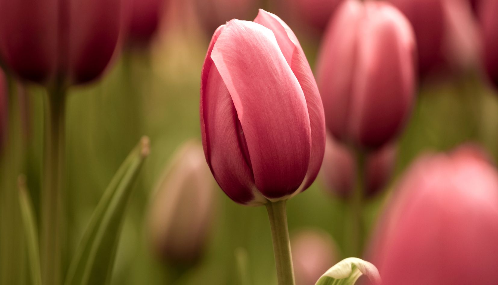 tulipani