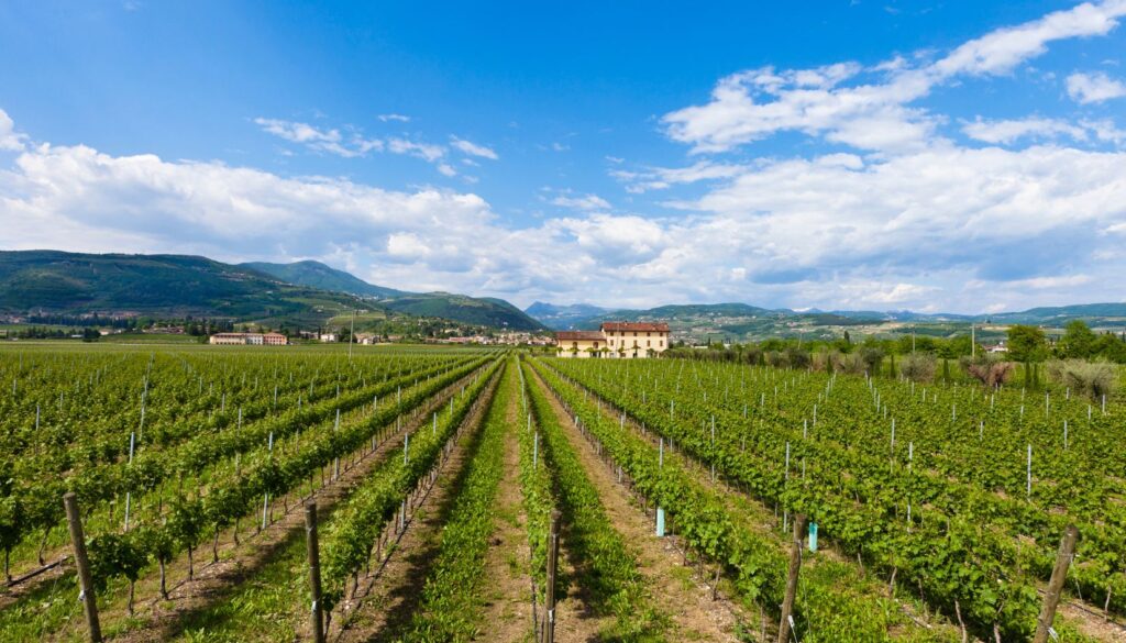 vigna vigneto